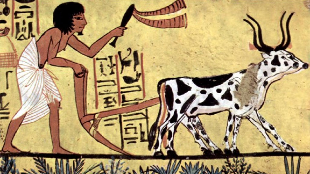 A short history of share farming - IIF article