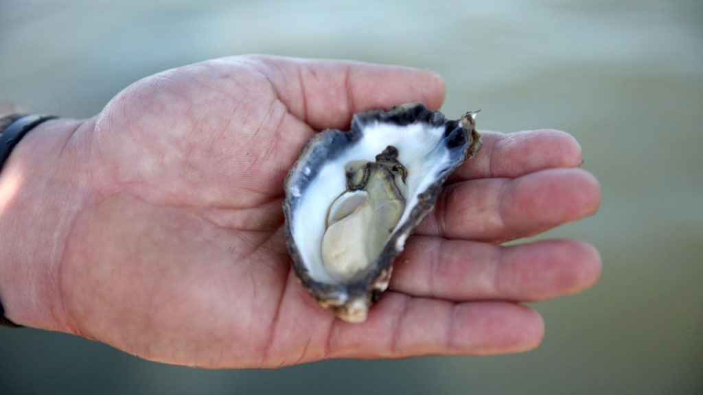 Oyster farming