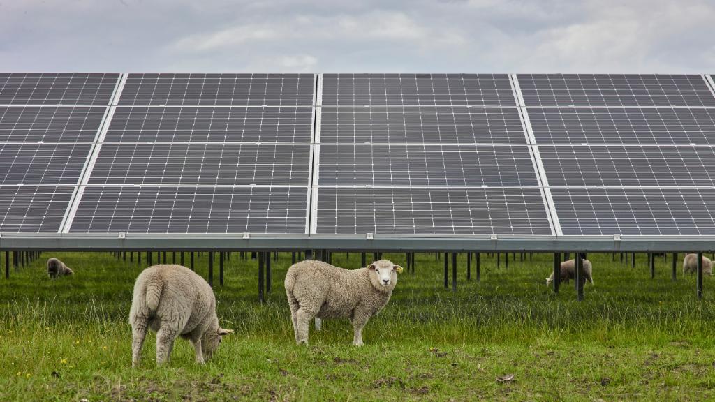 Are solar panels the new trees - IIF article