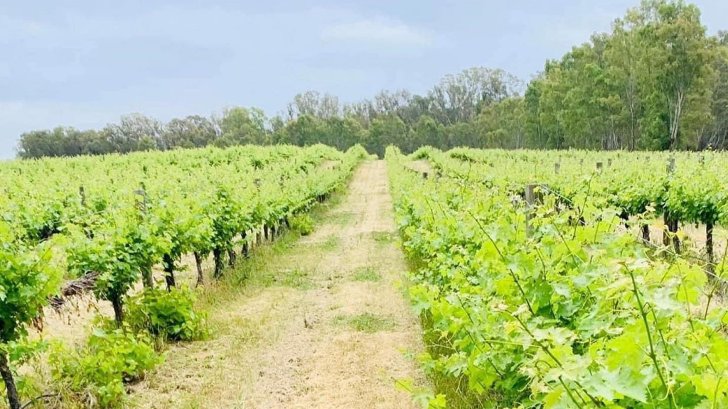 Squires Winery