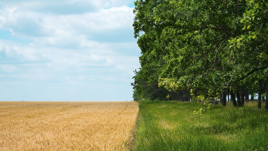 Sustainable farming - IIF article